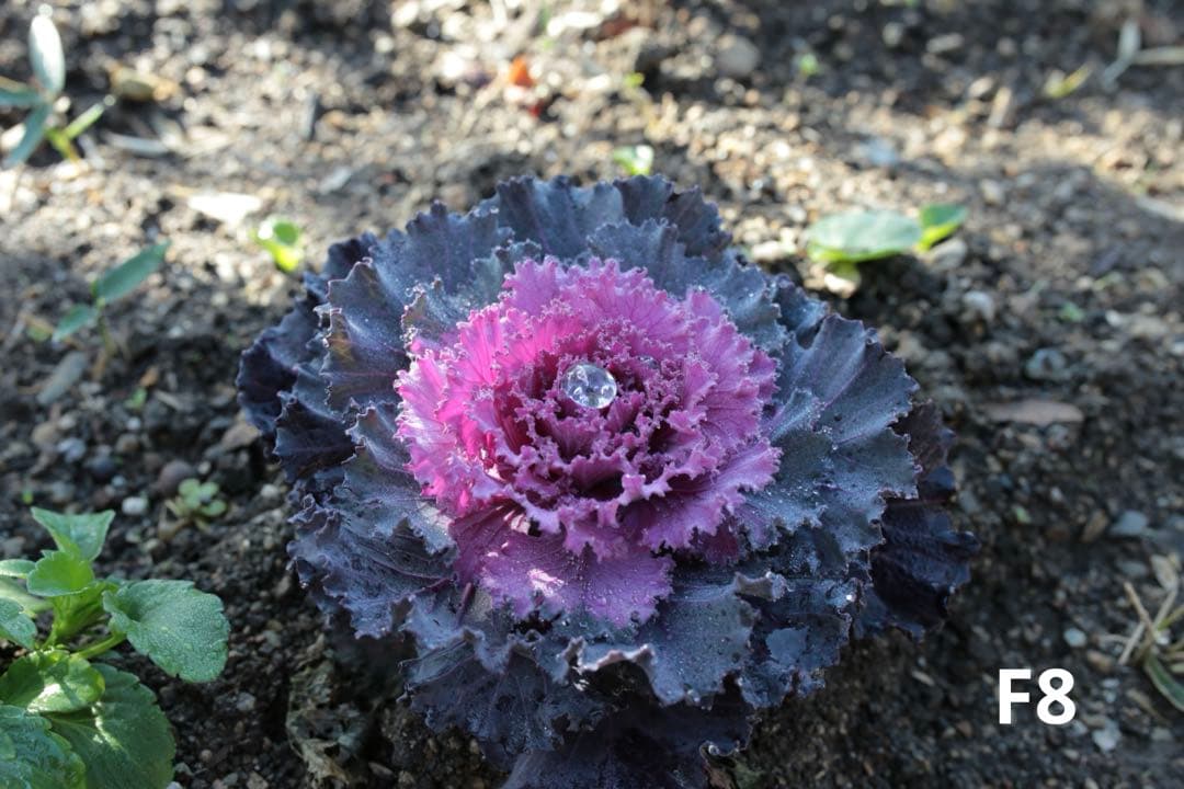 SIGMA 35mm F1.4 DG HSM (キヤノンEFマウント)