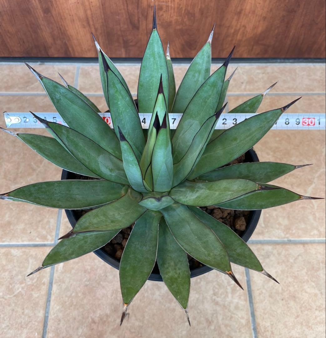 リトルシャーク　鉢付