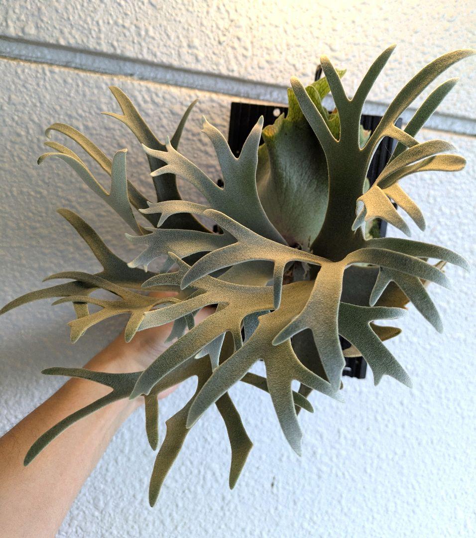 ビカクシダ★P.willinckii 'Jewel'★ジュエル★OC