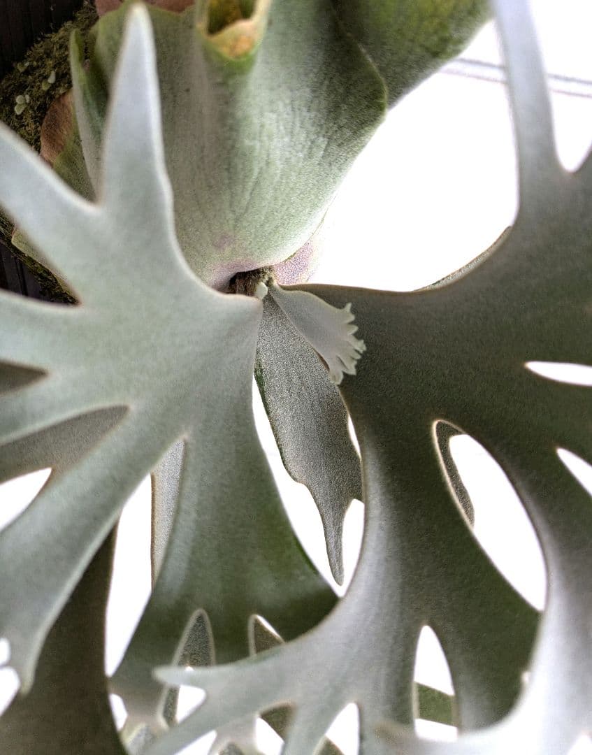 ビカクシダ★P.willinckii 'Jewel'★ジュエル★OC