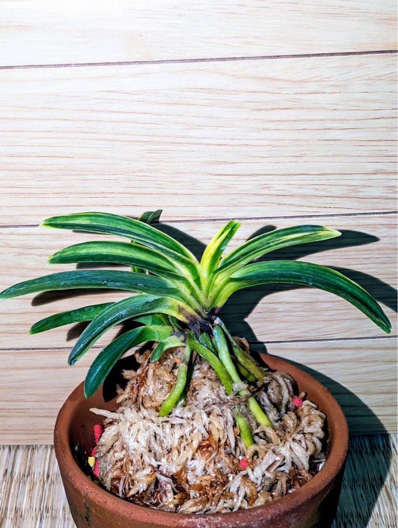 富貴蘭「総ルビー根翠華殿白縞」2本立ち