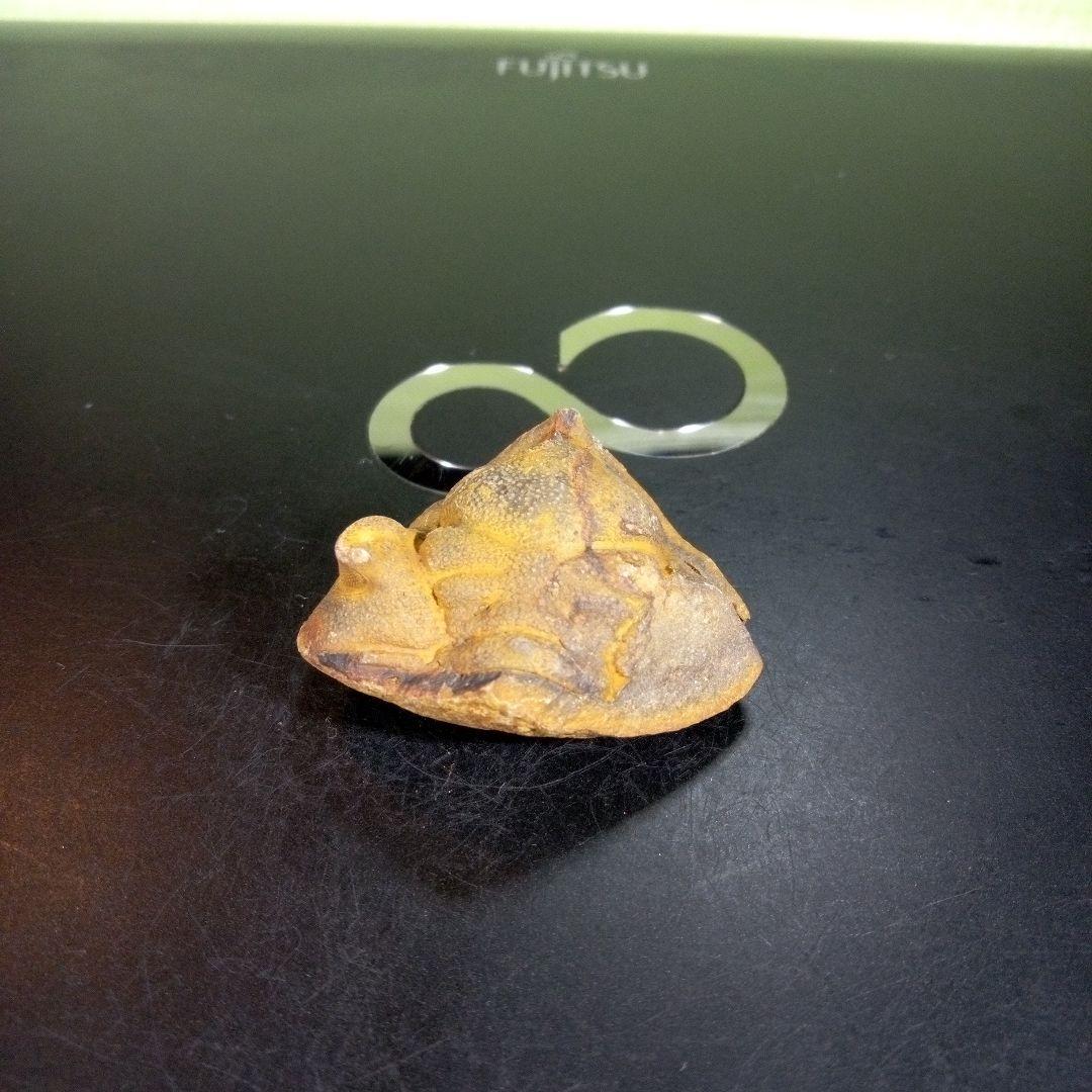 三葉虫　化石　fossil　ボリビア産　trilobite　ボリビア三葉虫郡⑥