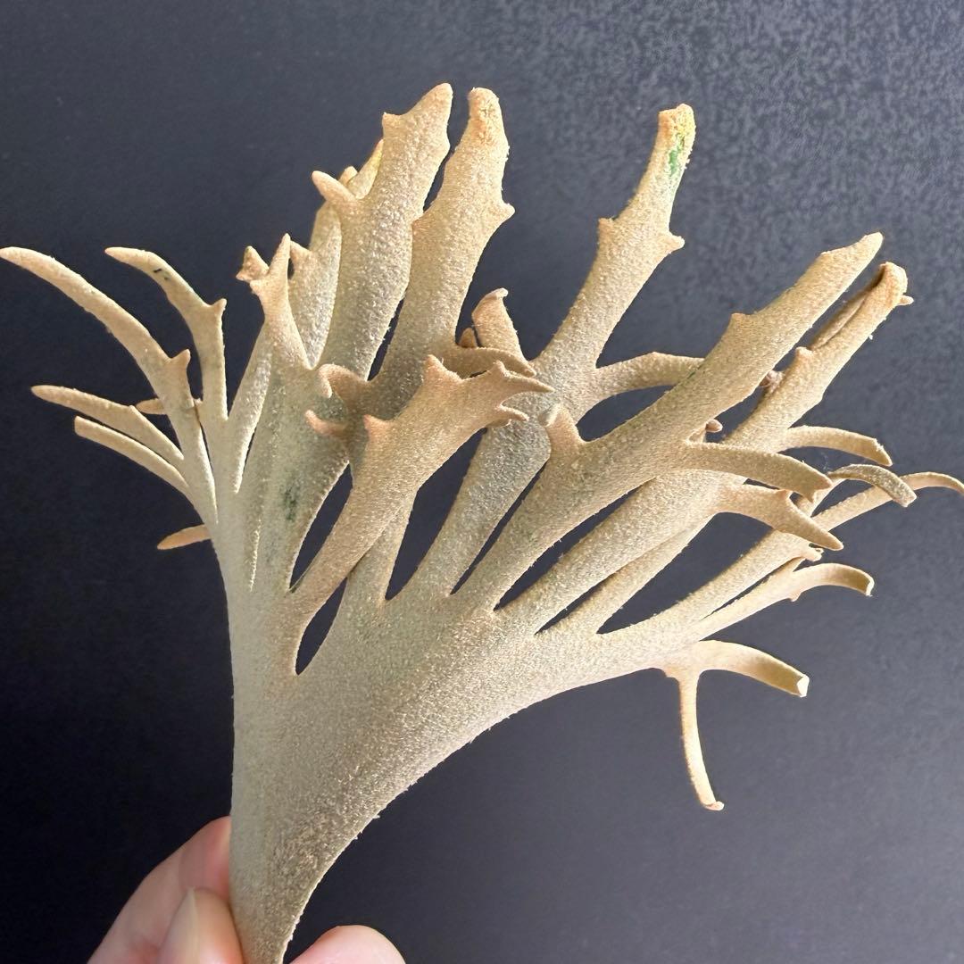 たか太郎　yellow moon dwarf sporeling 胞子