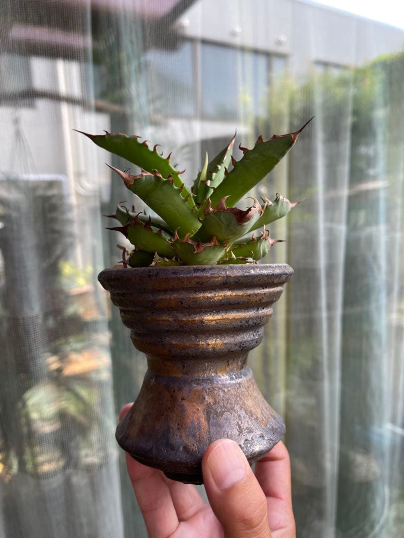 人気作家鉢　陶器鉢　ブランド鉢　徒長ネームド株アガベ付き