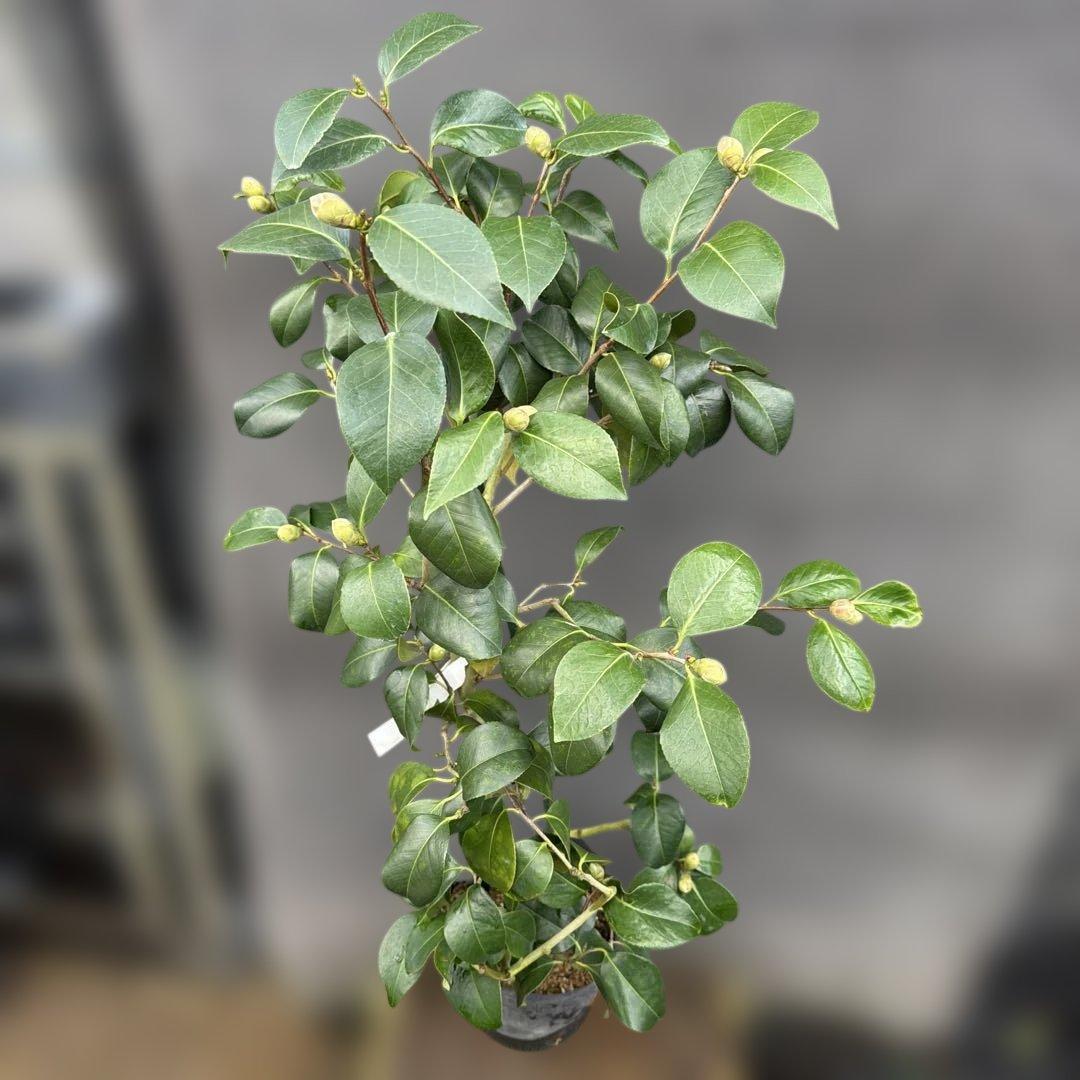 ばやん　大社紫