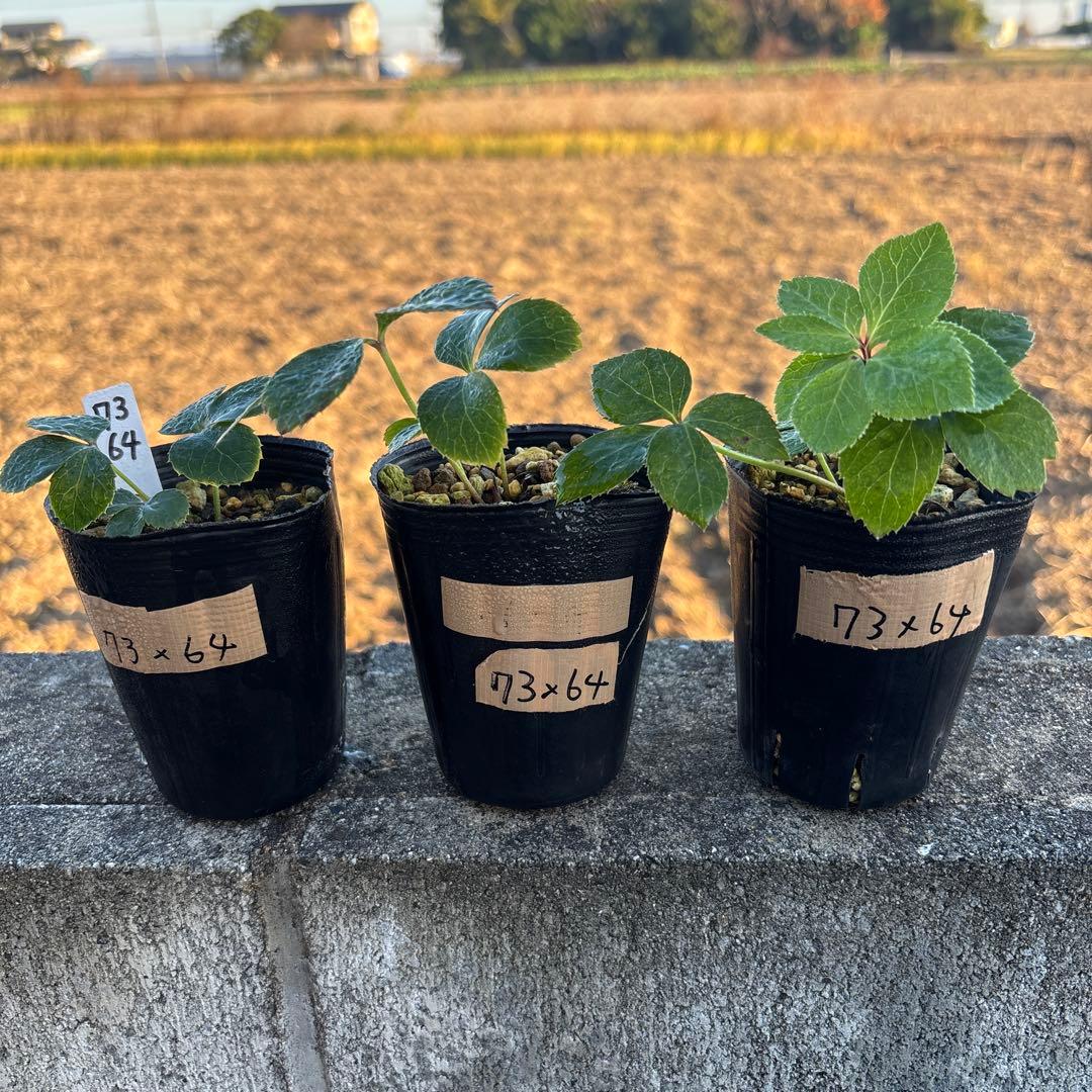 美黒姫×キラメキ⭐︎多弁レッド★クリスマスローズ苗