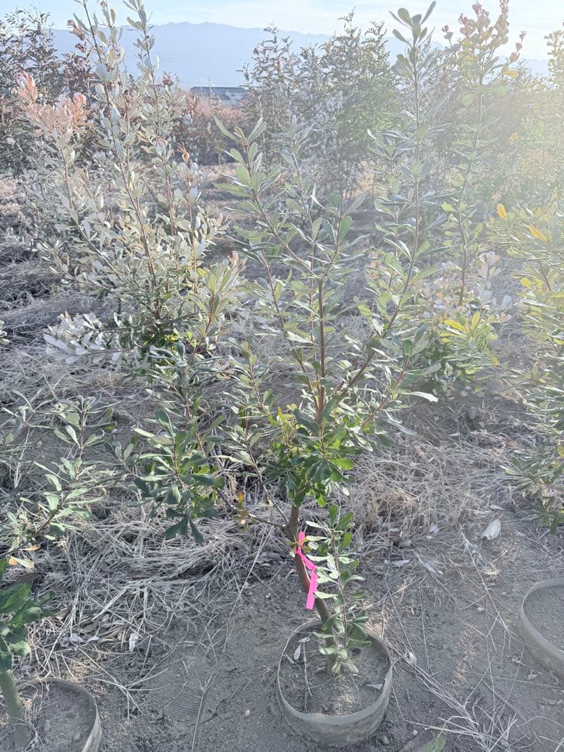 コーストバンクシア② オージープランツ