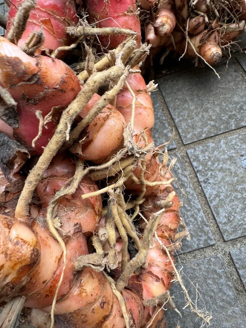 採れたて生ガランガルお料理用、苗でも10kg約