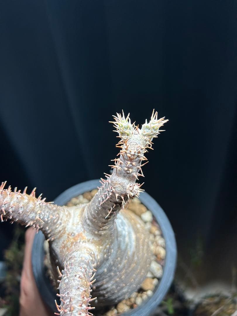 グラキリス現地球　良型　発根済み株