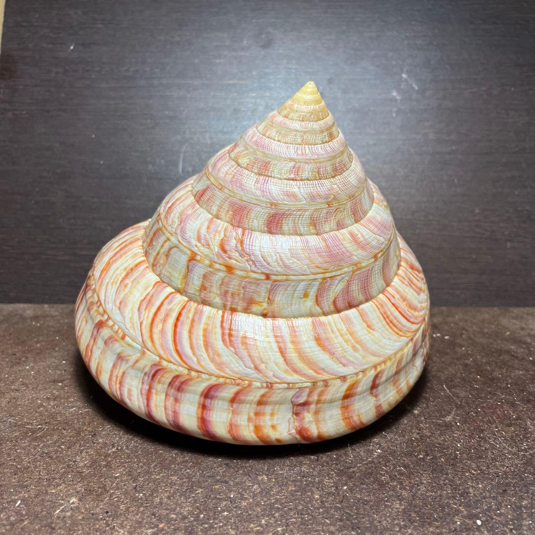 ケ*キ様 激レア　欠けアリ　東シナ海産　リュウグウオキナエビス