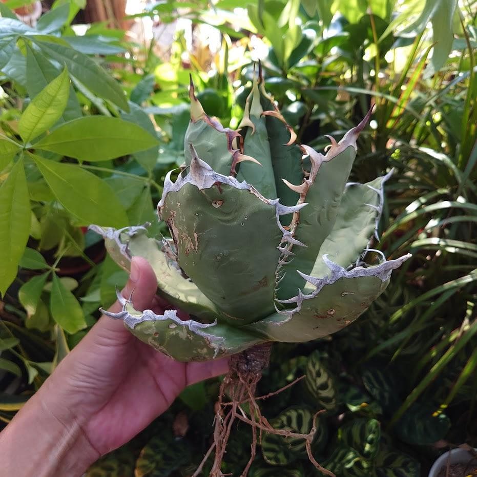 アガベ チタノタ オアハカ Agave titanota Oaxaca 19
