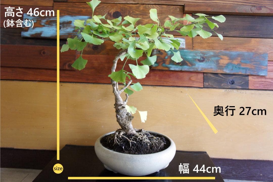 盆栽 『イチョウ』 紅葉 インテリア 観葉植物 ガーデニング 送料無料 b185
