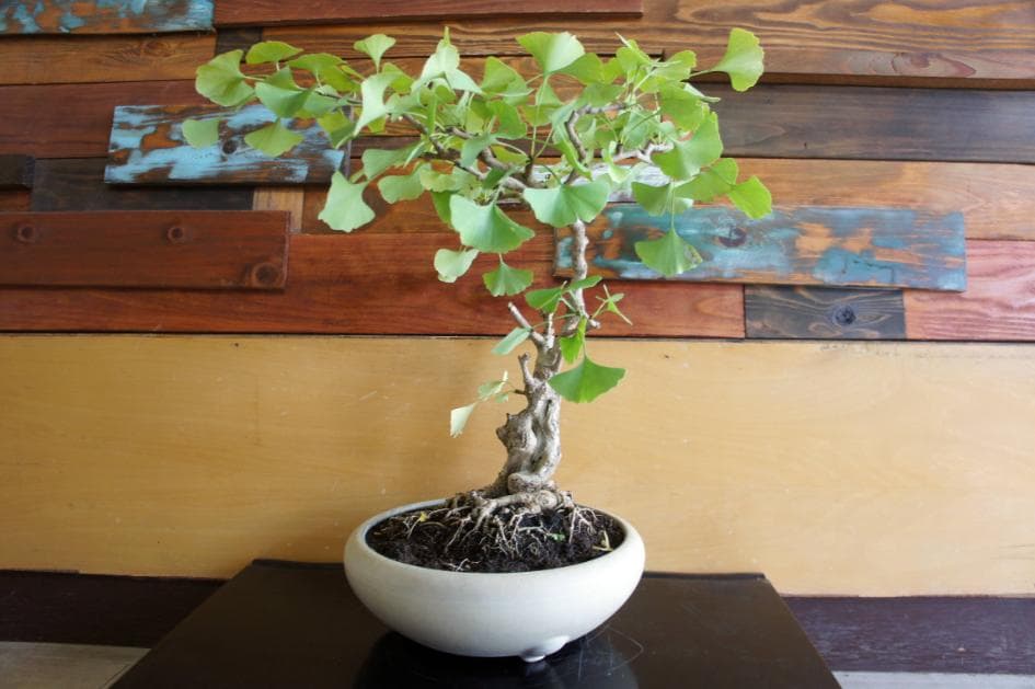 盆栽 『イチョウ』 紅葉 インテリア 観葉植物 ガーデニング 送料無料 b185