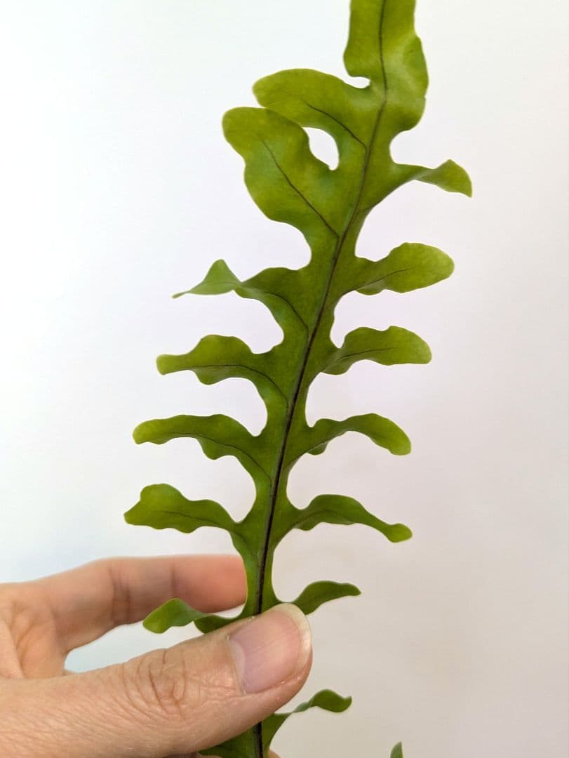レカノプテリス タツタ アリ植物