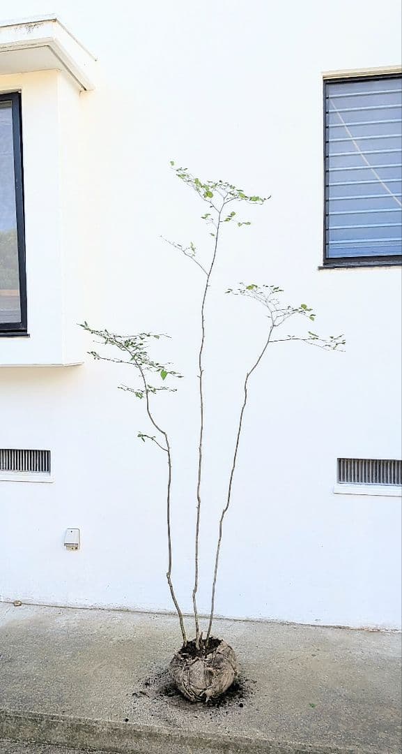 透明感。山採りアオハダ。