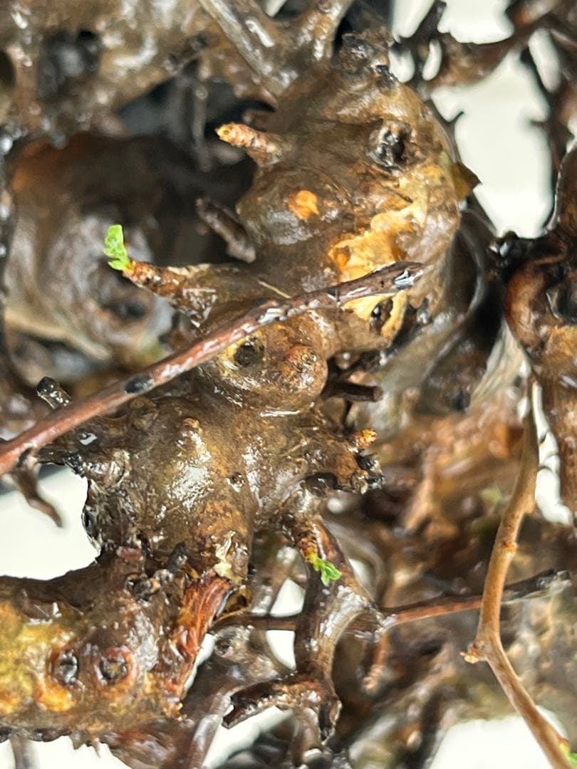 【マッスル坊主】コミフォラ エイル 特大 現地球 発根済