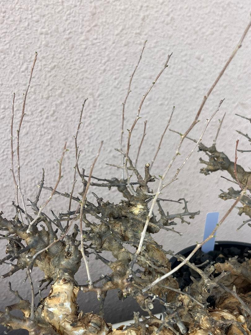 【マッスル坊主】コミフォラ エイル 特大 現地球 発根済