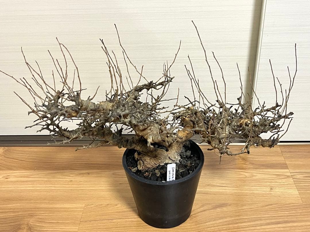 【マッスル坊主】コミフォラ エイル 特大 現地球 発根済