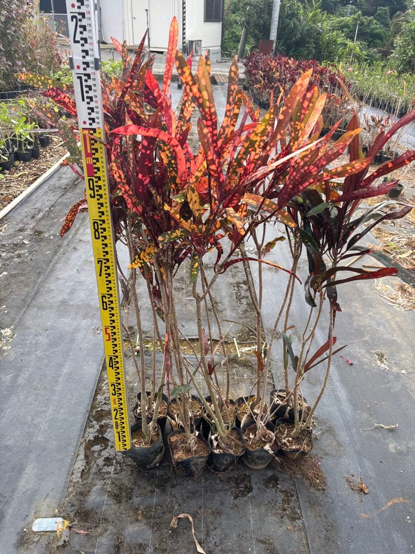 クロトン　10本セット　約110cm