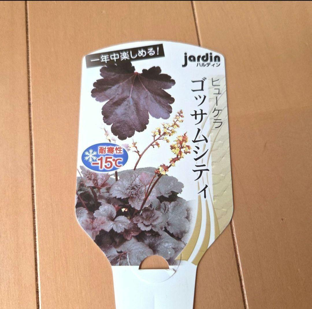 ヒューケラ　ゴッサムシティ　大苗 正規品ラベル付き