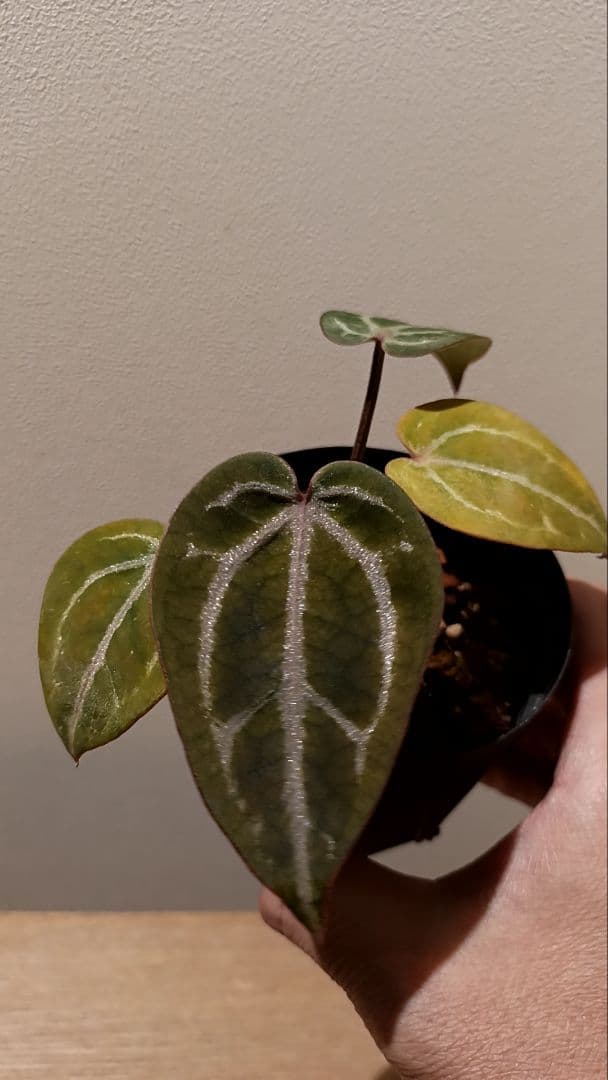 anthurium Silver　Chrome