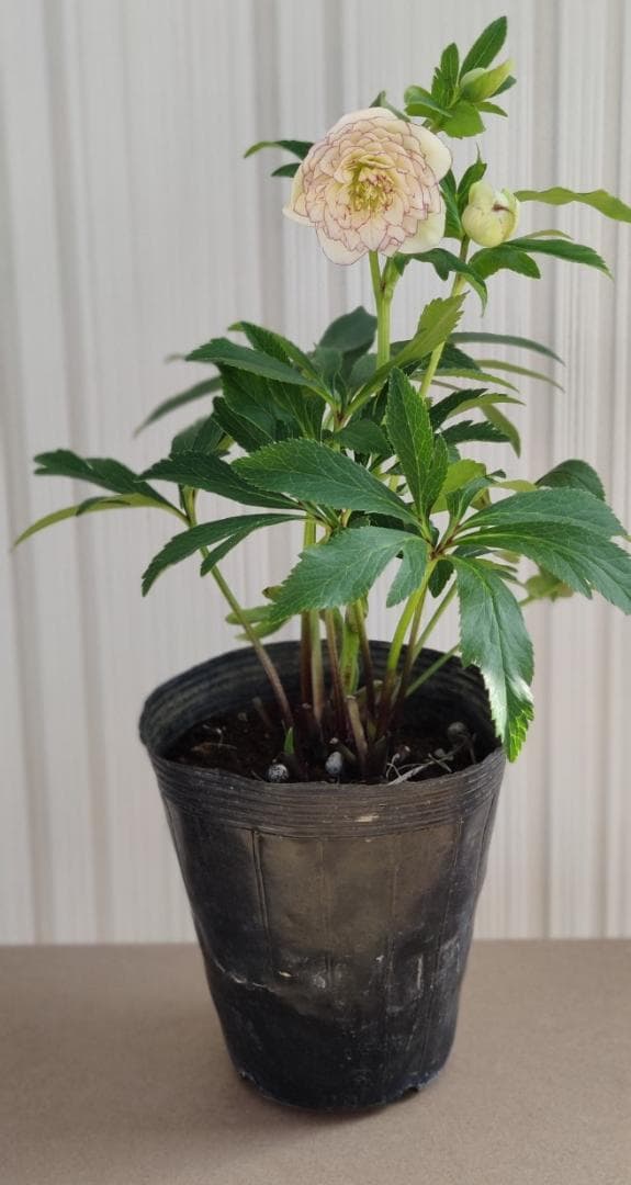 クリスマスローズ　超多弁ホワイトピコティ　交配おまけ