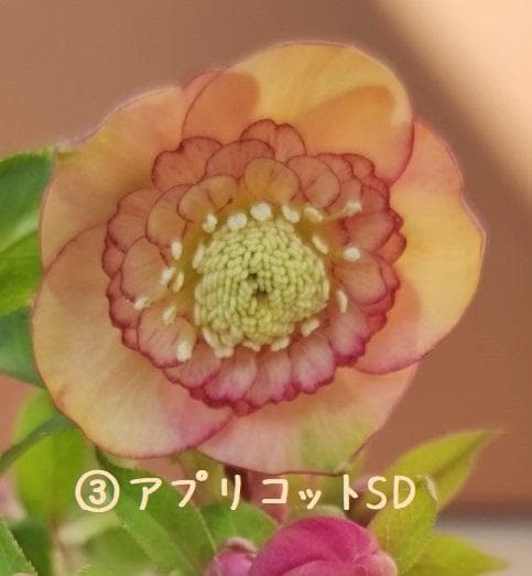 クリスマスローズ　超多弁ホワイトピコティ　交配おまけ