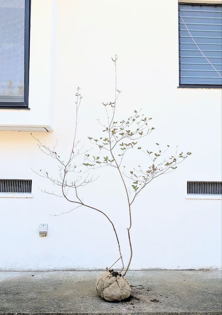 最終特価。山採りミツバツツジ。