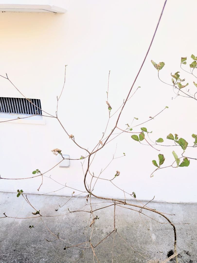 最終特価。山採りミツバツツジ。