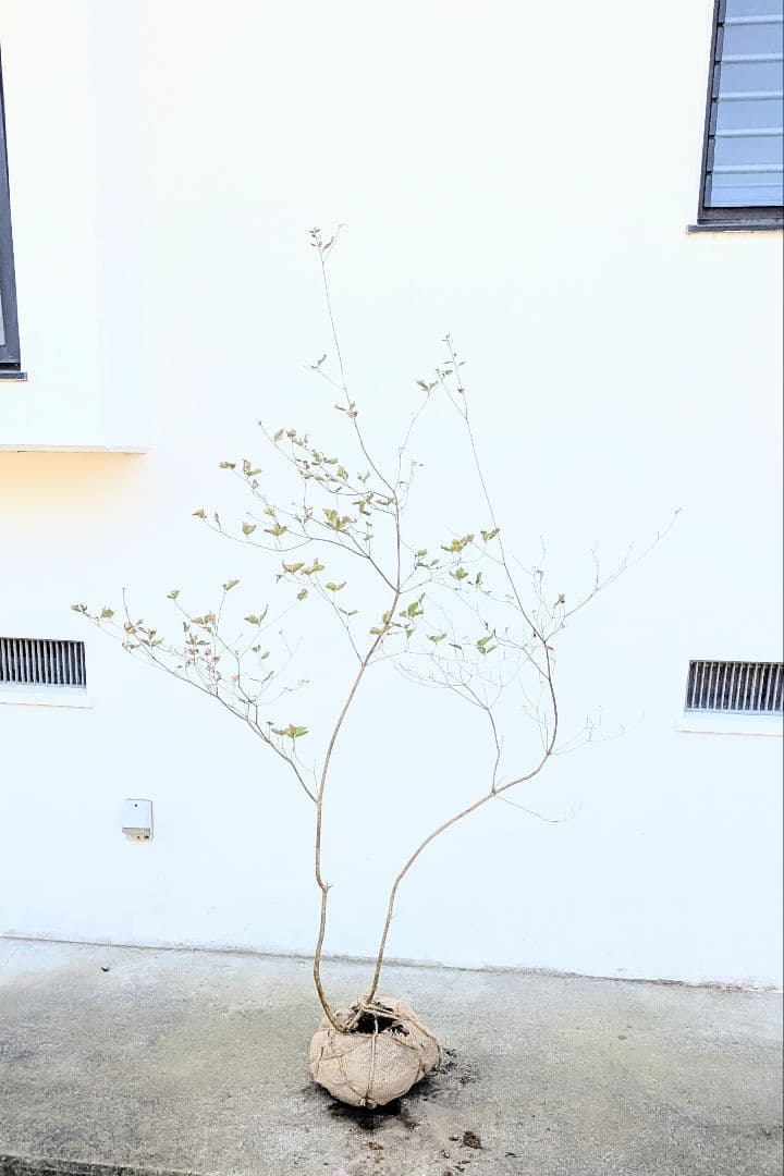 最終特価。山採りミツバツツジ。