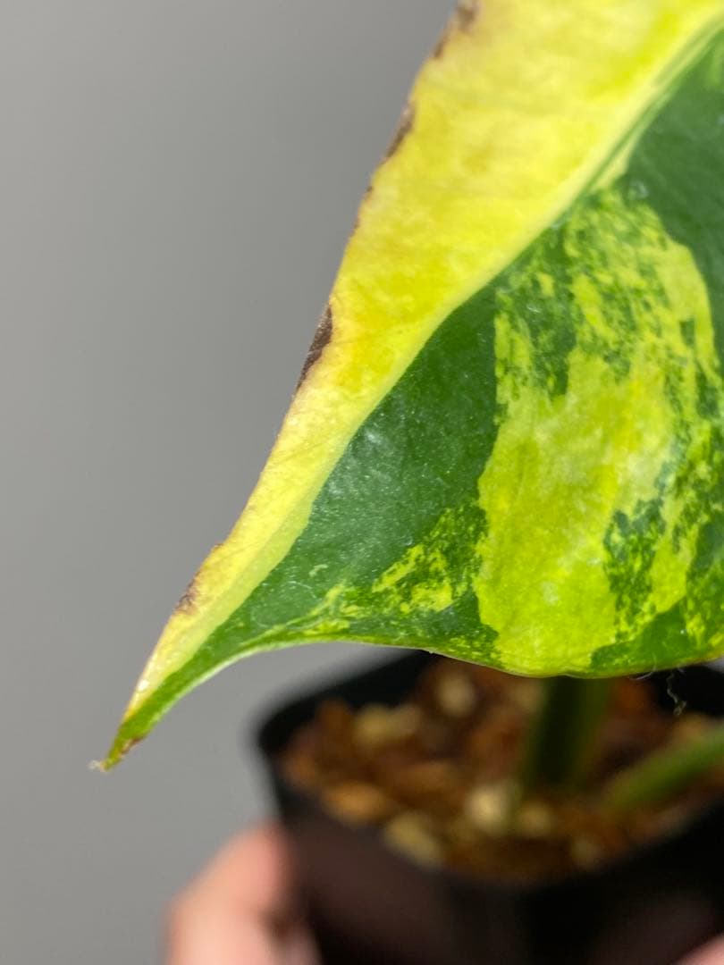 【これは本物です✨】モンステラ　イエローマリリン　黄斑　オーレア　希少　人気‼️