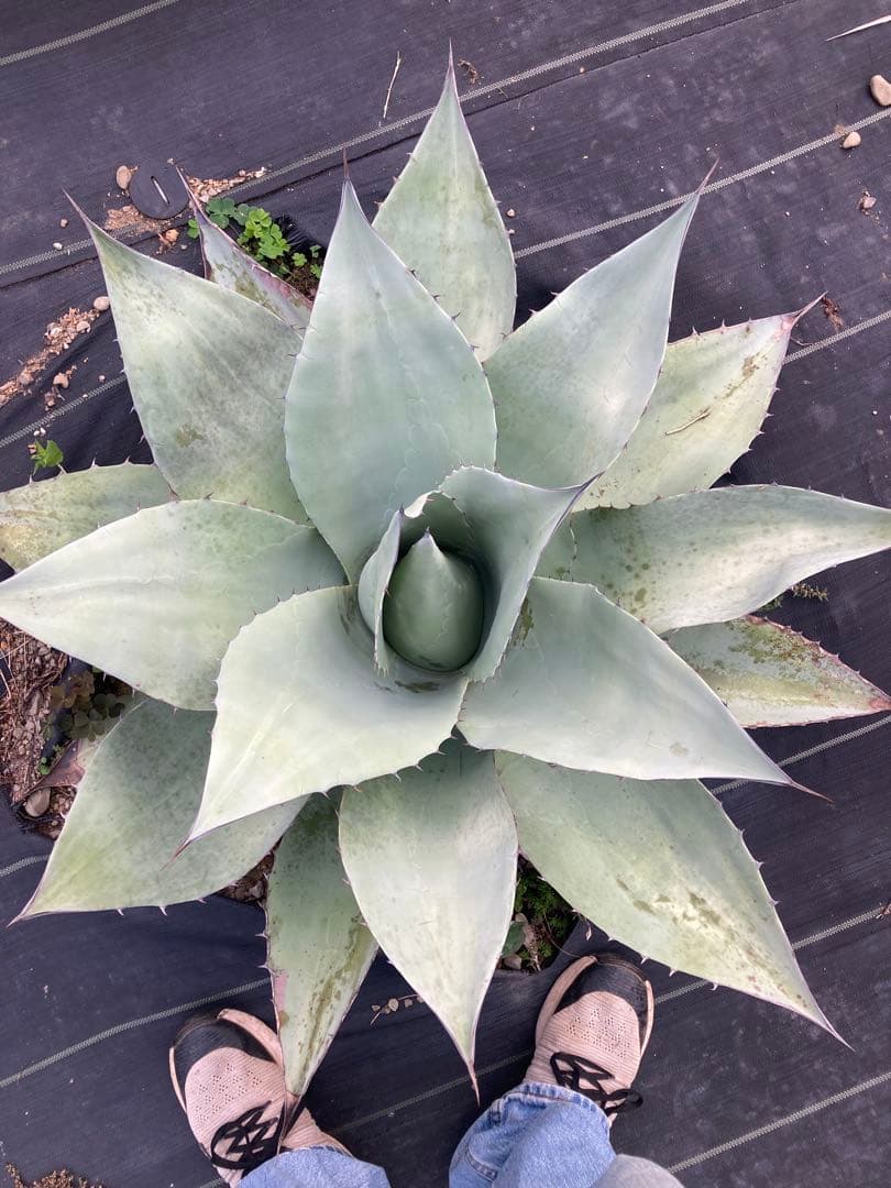 耐寒性アガベ オバティフォリア大株◇ドライガーデン多肉サボテン　ユッカ南国ヤシ島