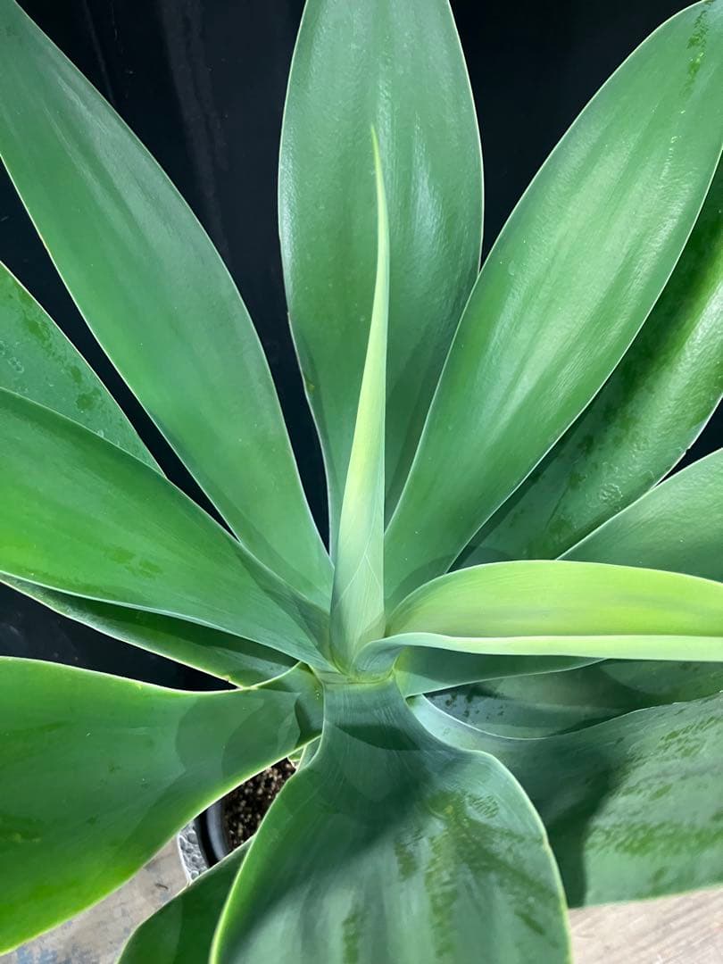 沖縄産　アガベ　ボーチンブルー　観葉植物 お祝い　プレゼント　アテーナータ　E