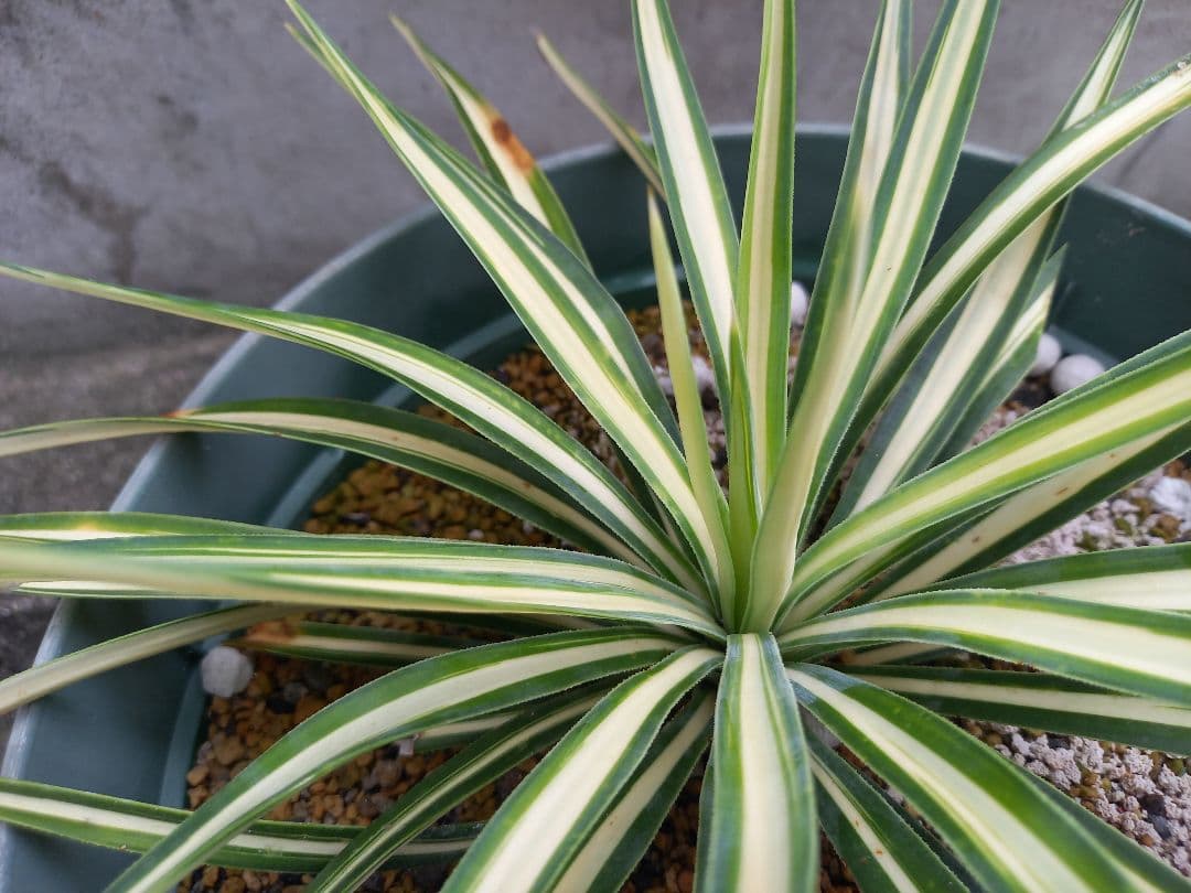 【レア度：★★★★★】ユッカ　アロイフォリア　メディオピクタ　黄中斑