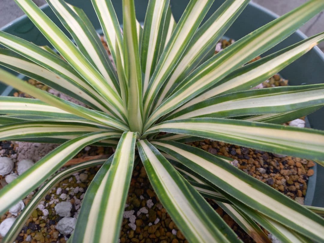 【レア度：★★★★★】ユッカ　アロイフォリア　メディオピクタ　黄中斑