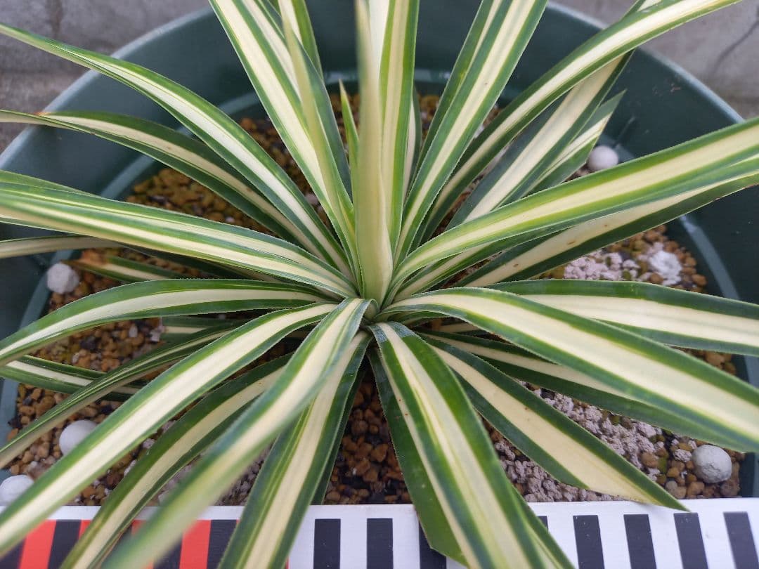 【レア度：★★★★★】ユッカ　アロイフォリア　メディオピクタ　黄中斑