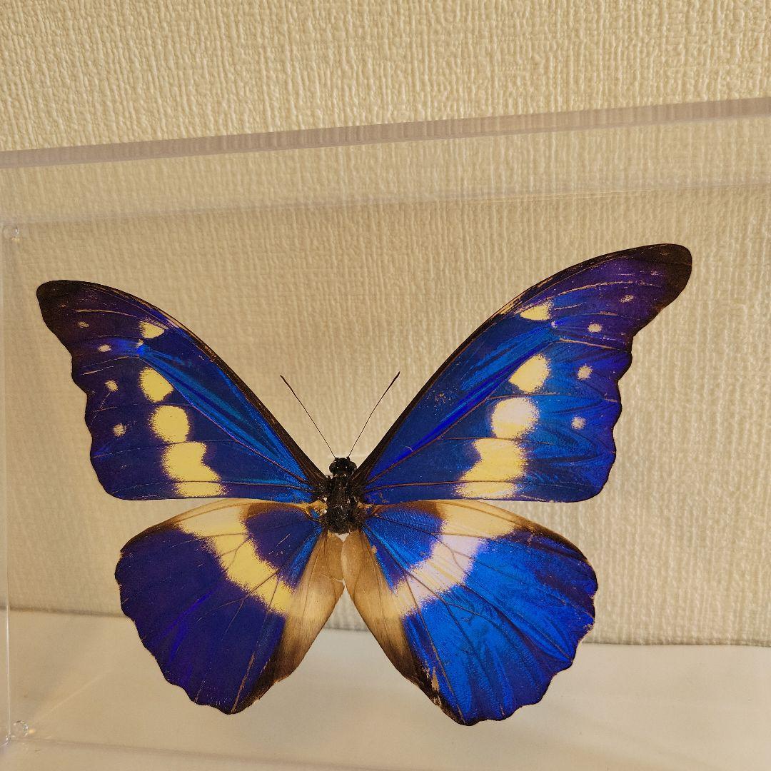 p*o様 蝶の標本　モルフォチョウの王様（珍美）