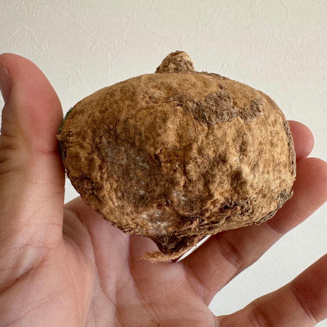 16アデニア・オバタ 輸入直後カビの跡ありベアルート株　Adenia Ovata