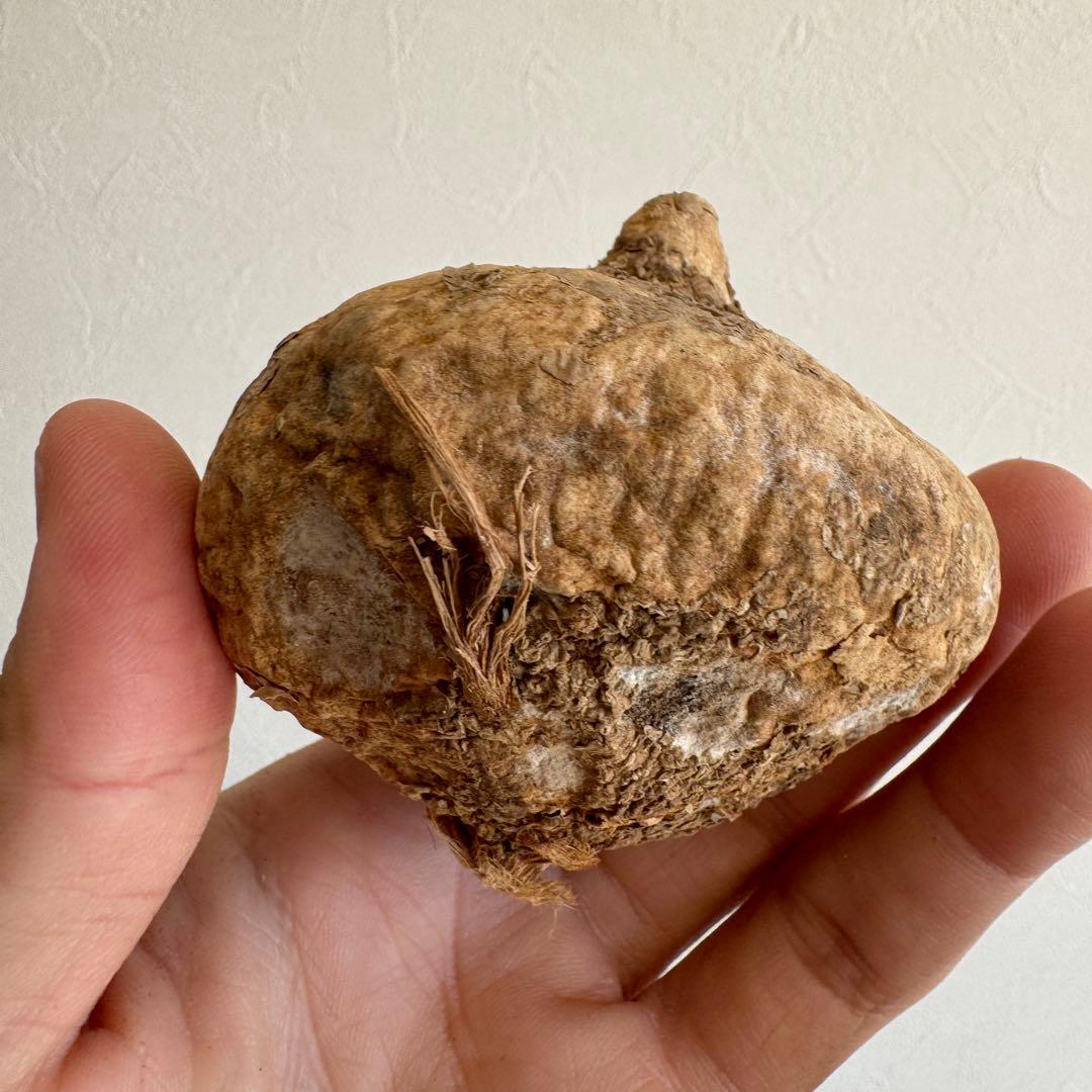 16アデニア・オバタ 輸入直後カビの跡ありベアルート株　Adenia Ovata