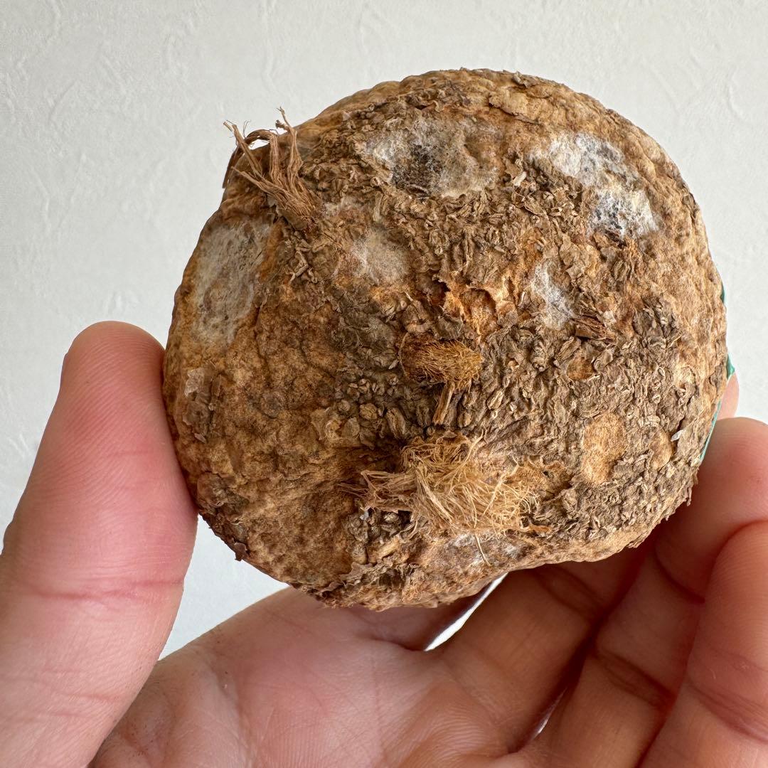 16アデニア・オバタ 輸入直後カビの跡ありベアルート株　Adenia Ovata