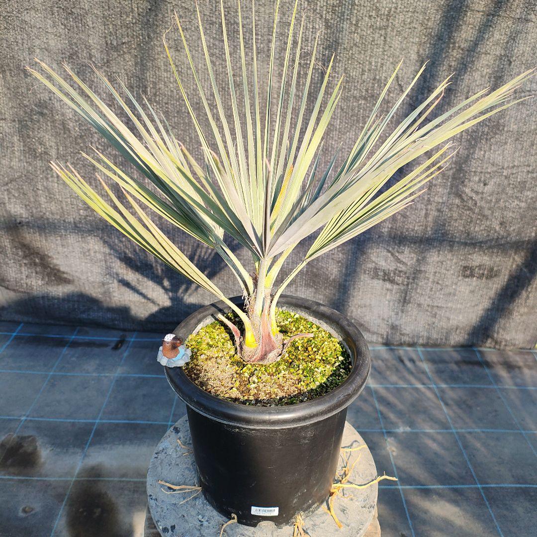 ブラヘア アルマータ