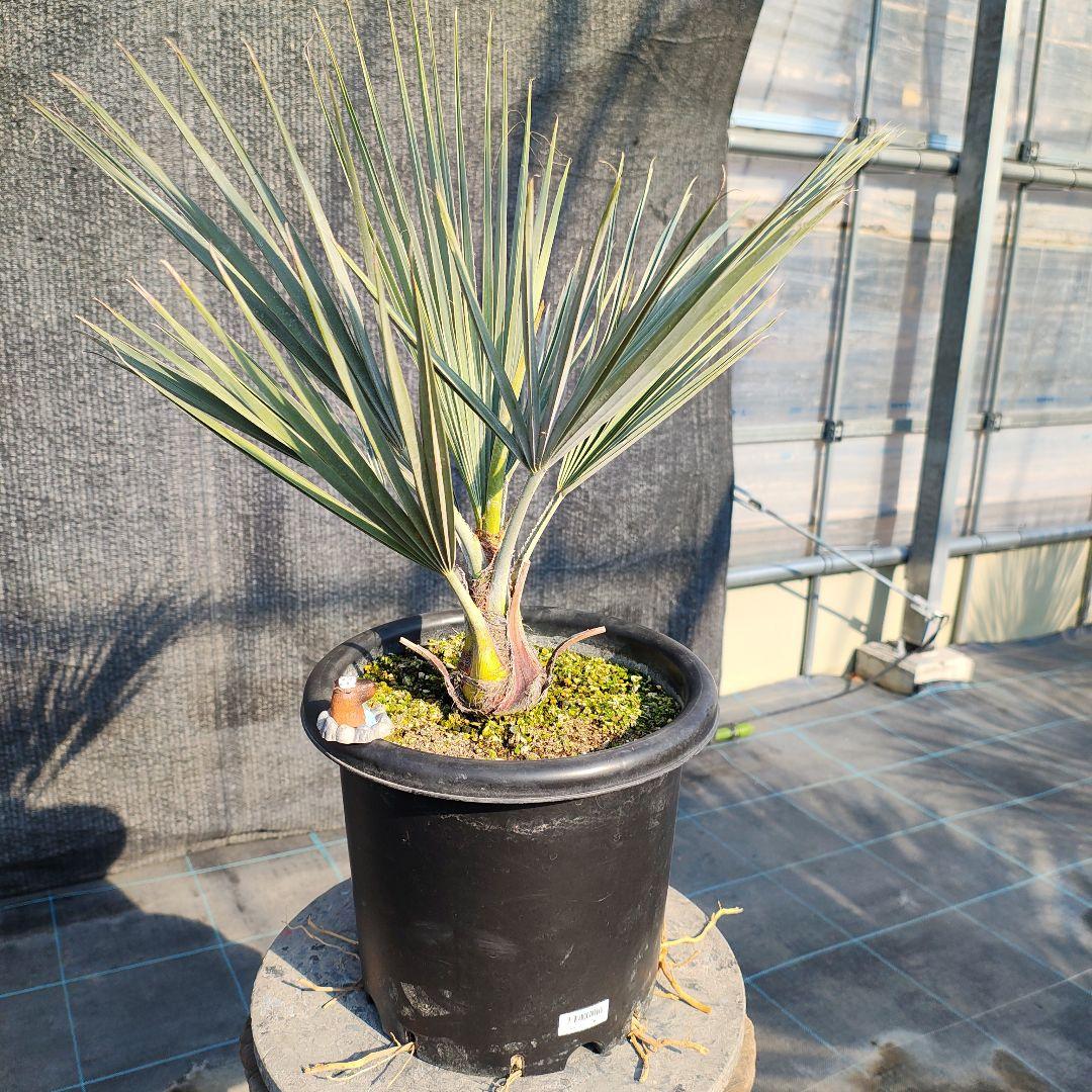 ブラヘア アルマータ