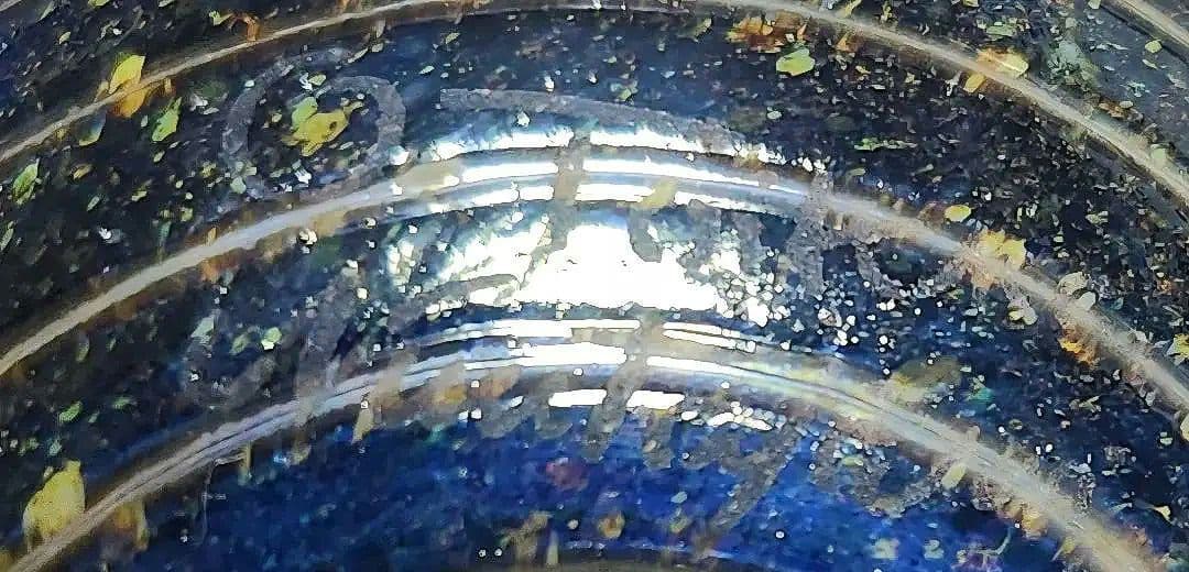 イッタラ バード オイバ トイッカ Viitakanaクイナ