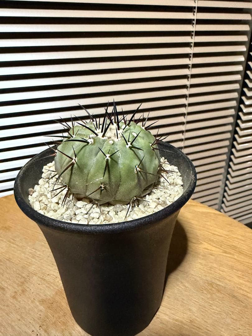 コピアポア 黒王丸 白肌 実生 検：コルムナアルバ