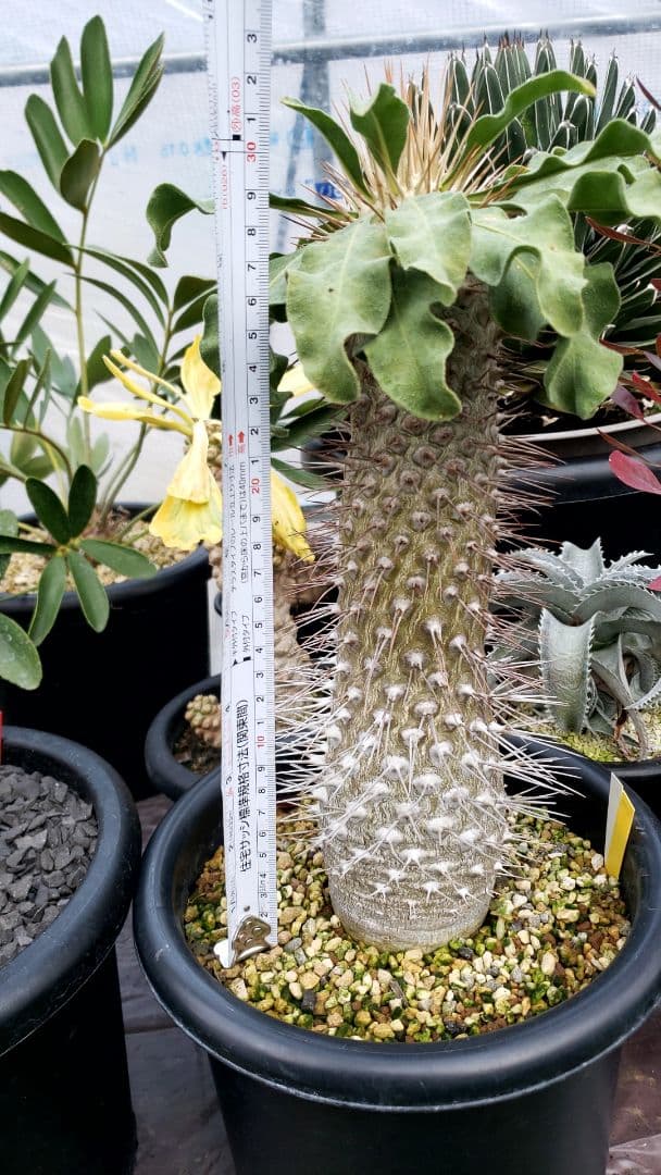 パキポディウム　ナマクワナム　光　堂