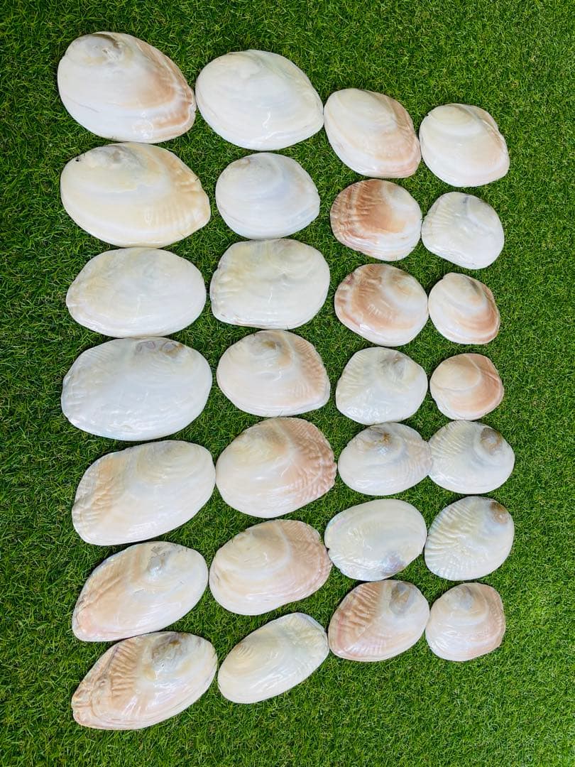 天然白蝶貝 シェル皿 25枚セット インテリア装飾用