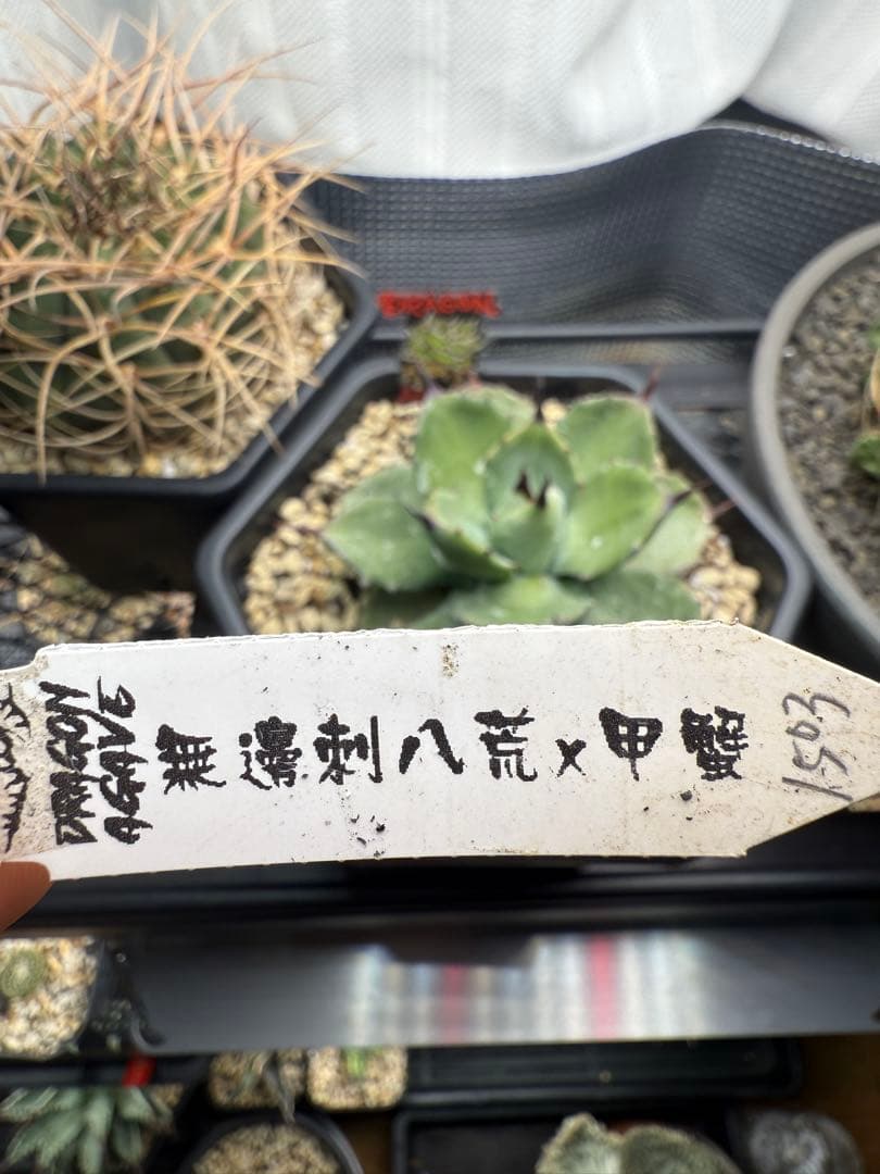 無刺八荒×甲蟲 一本棘　マクロ　アガベ 多肉植物　チタノタ