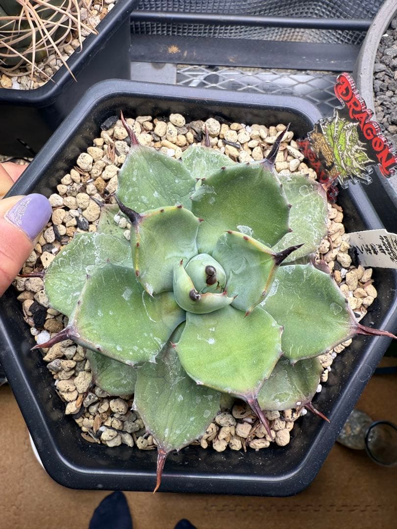 無刺八荒×甲蟲 一本棘　マクロ　アガベ 多肉植物　チタノタ