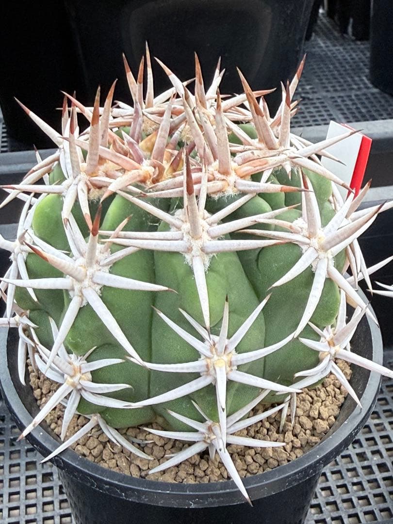 フェロシオール　ギムノカリキウム　サボテン　魔天竜　天平丸