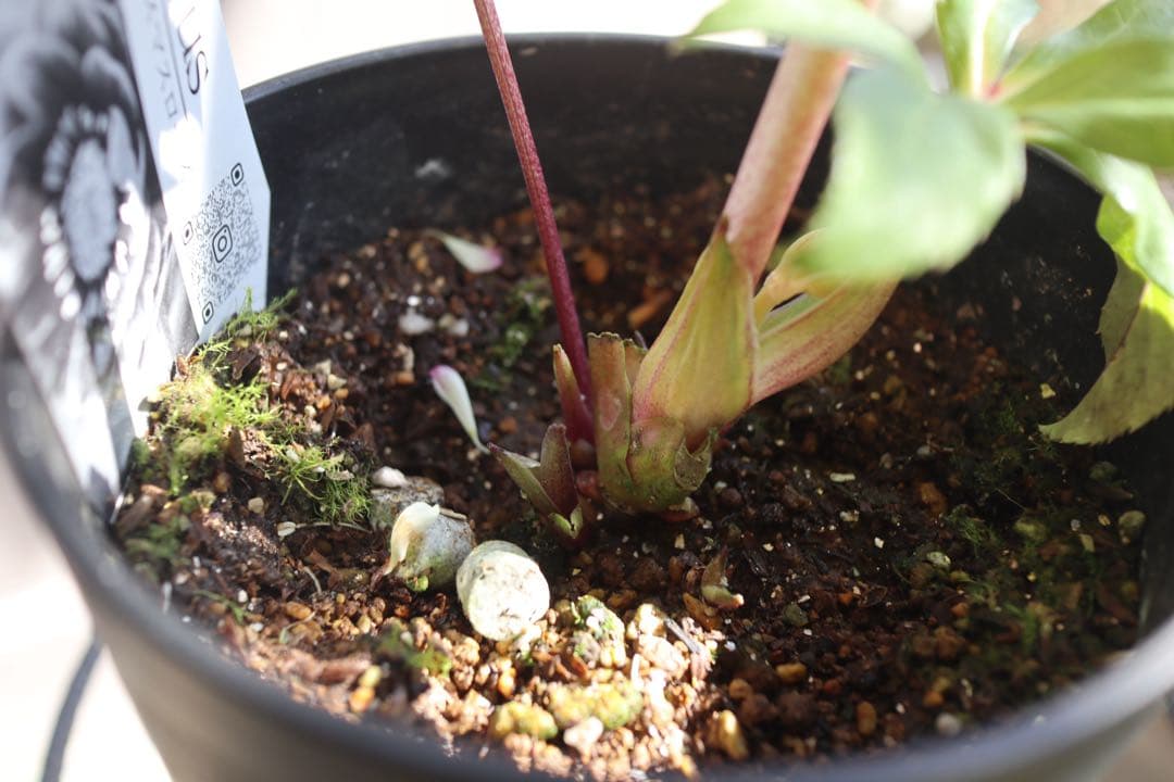 ♡広瀬園芸♡ ソレイユ系　白抜けグラデーション